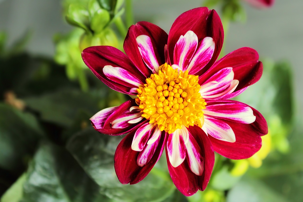 dahlia autumn dahlias blossom free photo