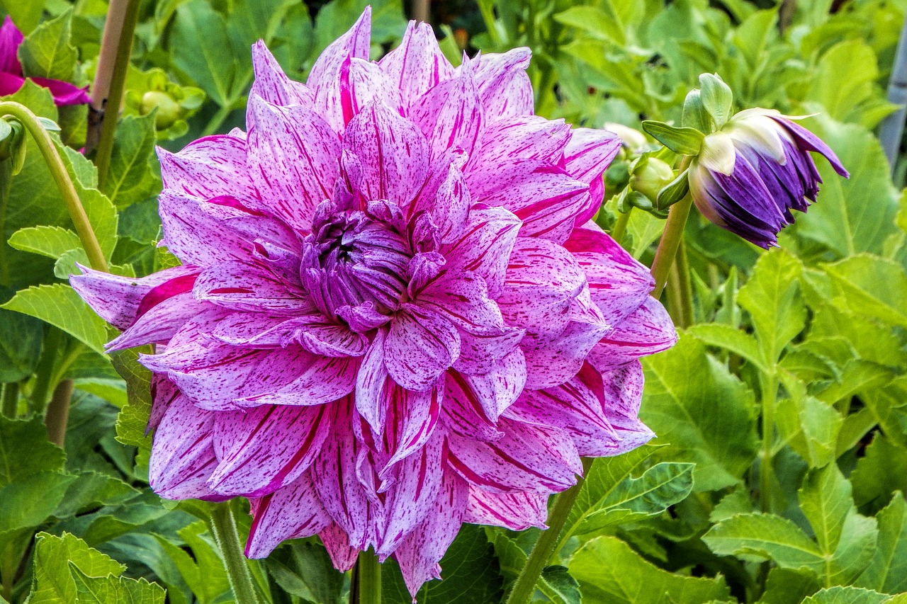 dahlia pink blossom free photo