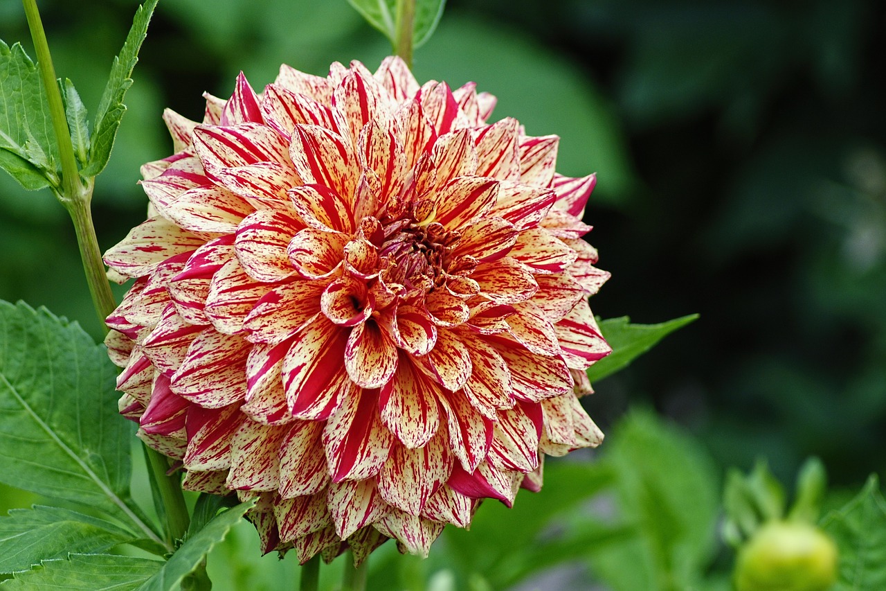 dahlia flamed autumn free photo