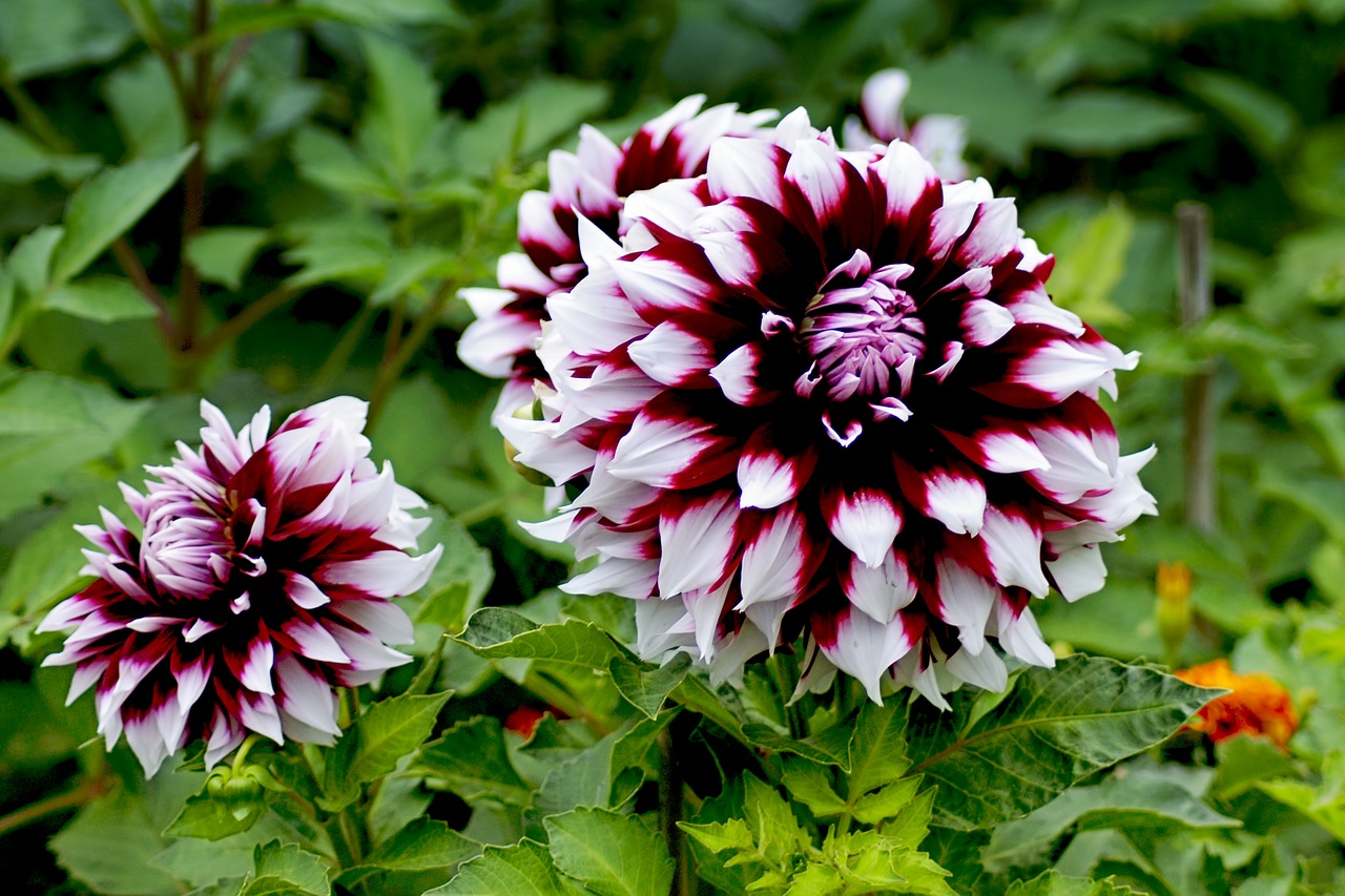 dahlia pink white autumn free photo