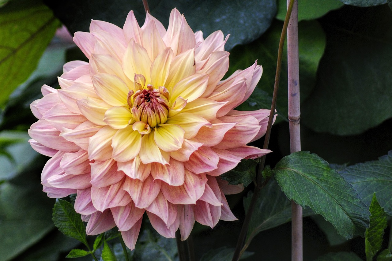 dahlia flamed autumn free photo