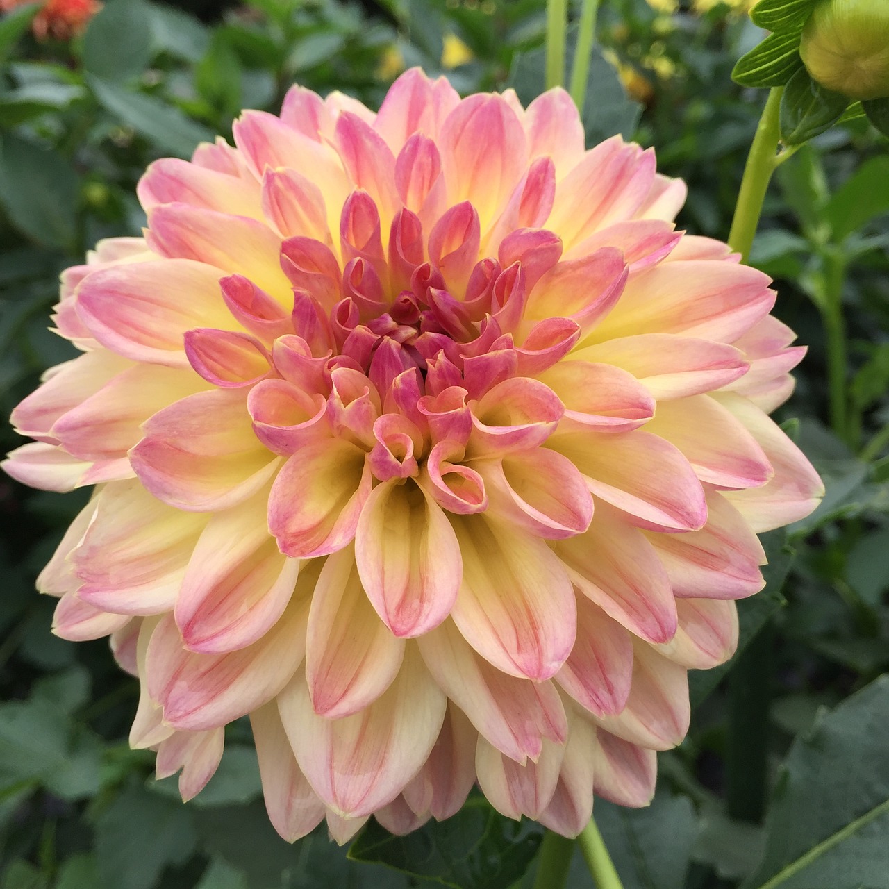 dahlia pink it is pale free photo