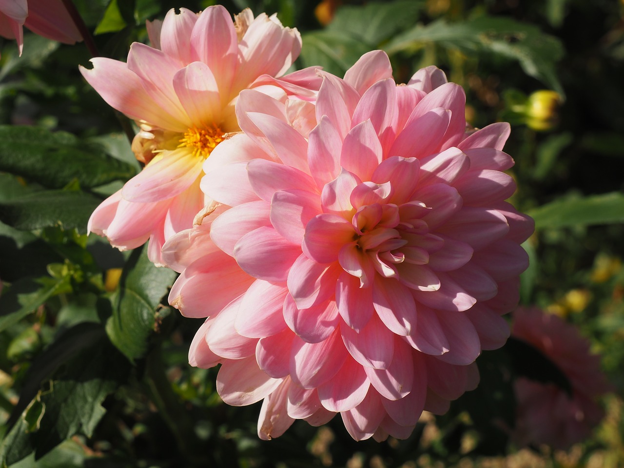 dahlia flower pink free photo