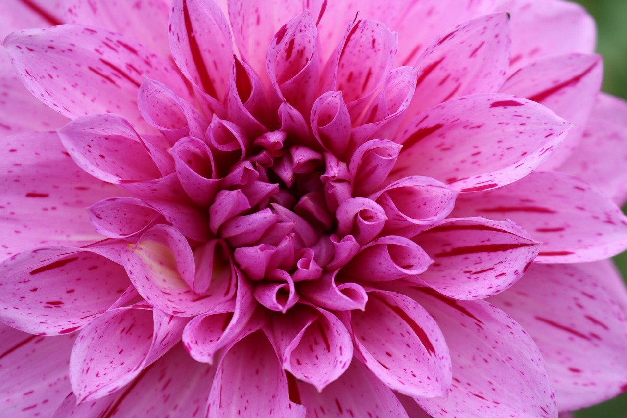 dahlia pink flower free photo