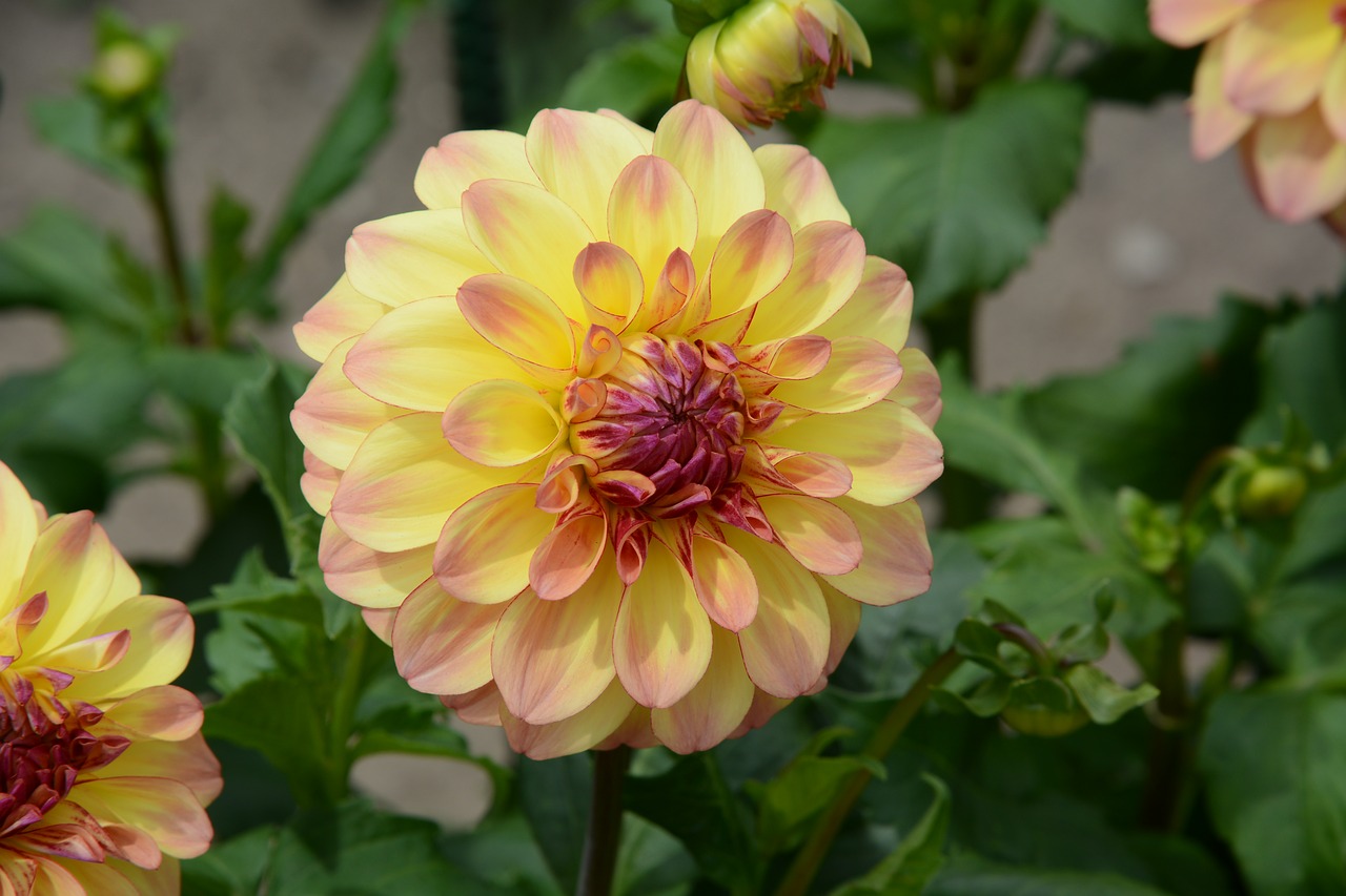 dahlia bloom nature free photo