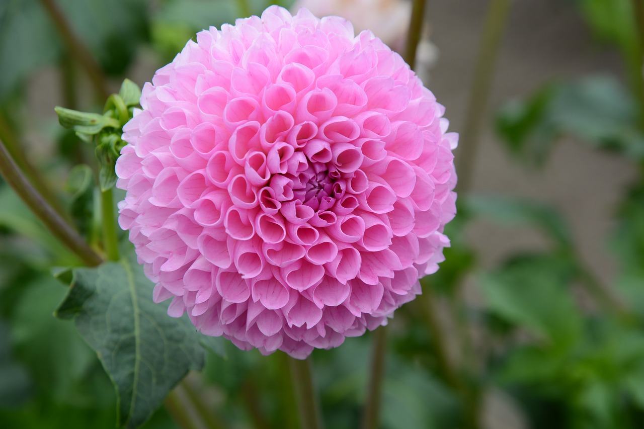 dahlia bloom nature free photo