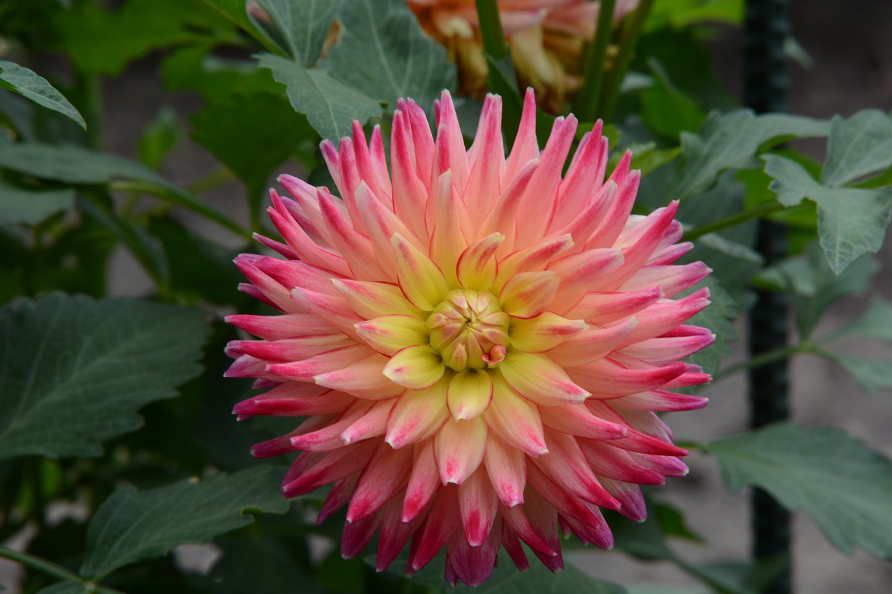 dahlia bloom nature free photo