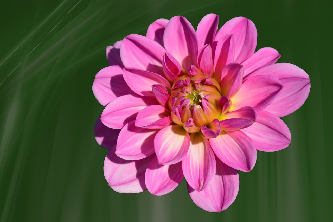 dahlia flower blossom free photo