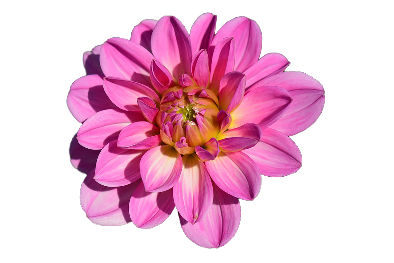 dahlia flower blossom free photo