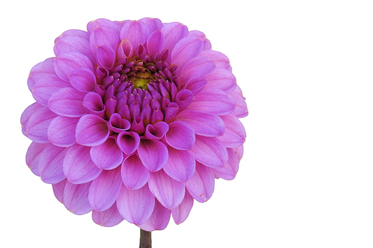 dahlia pink flower garden free photo