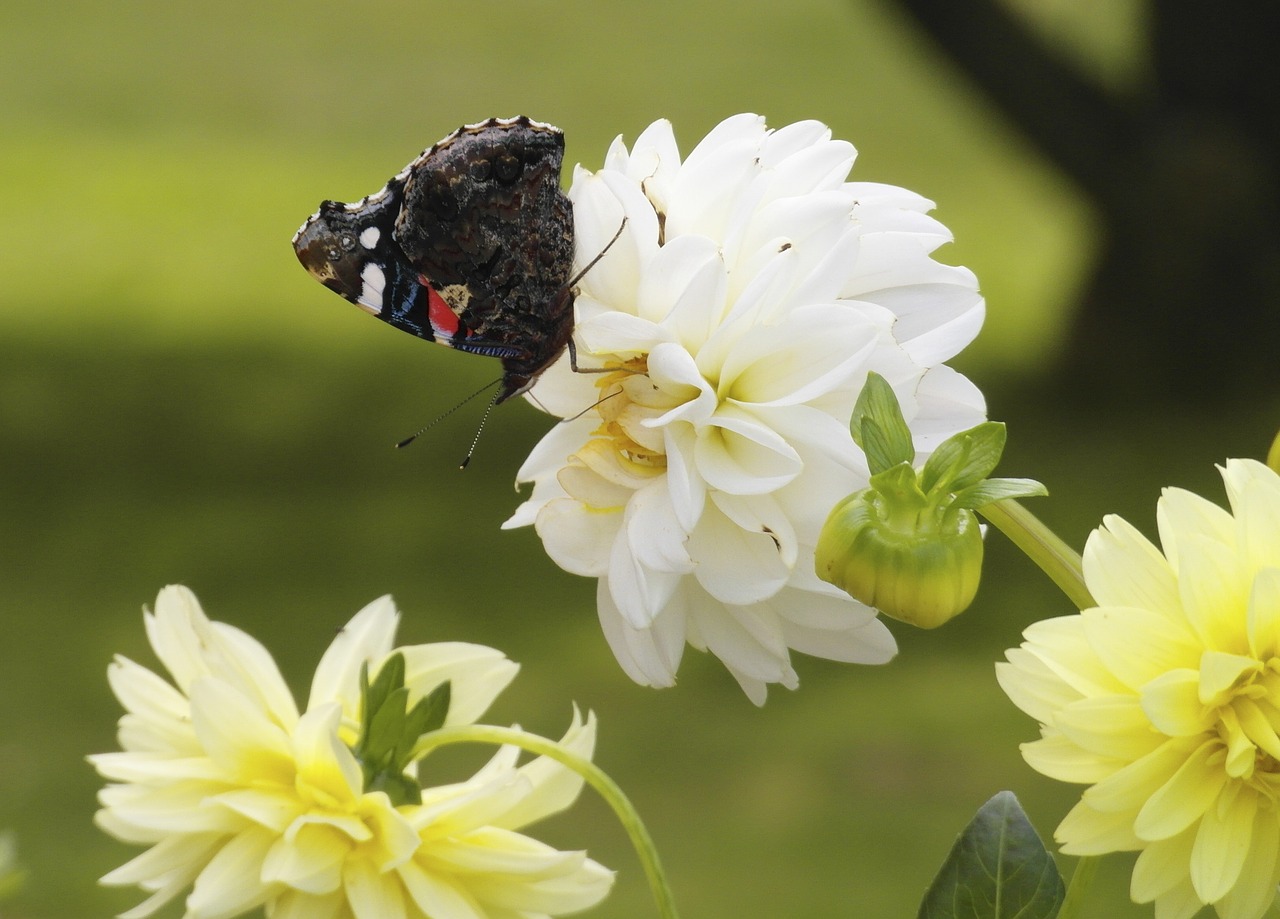 dahlia flower butterfly free photo