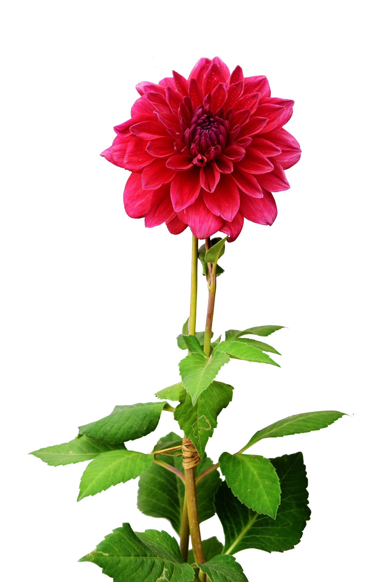 dahlia flower nature free photo