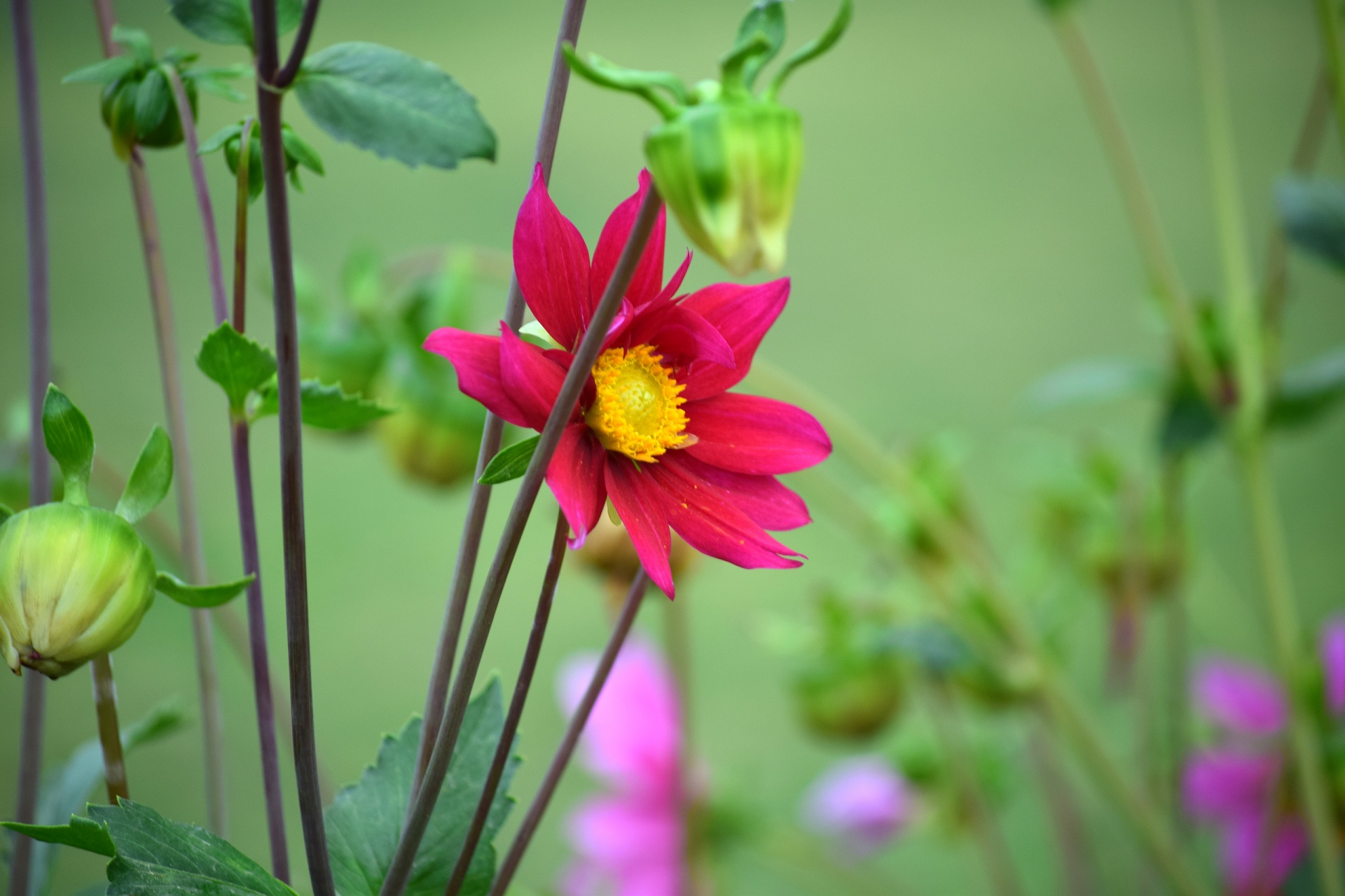 dahlia flower nature free photo