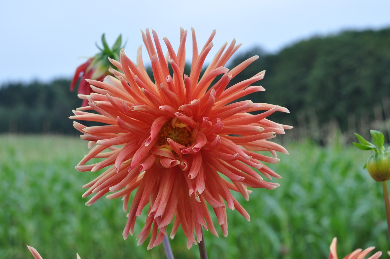 dahlia garden dahlia garden free photo