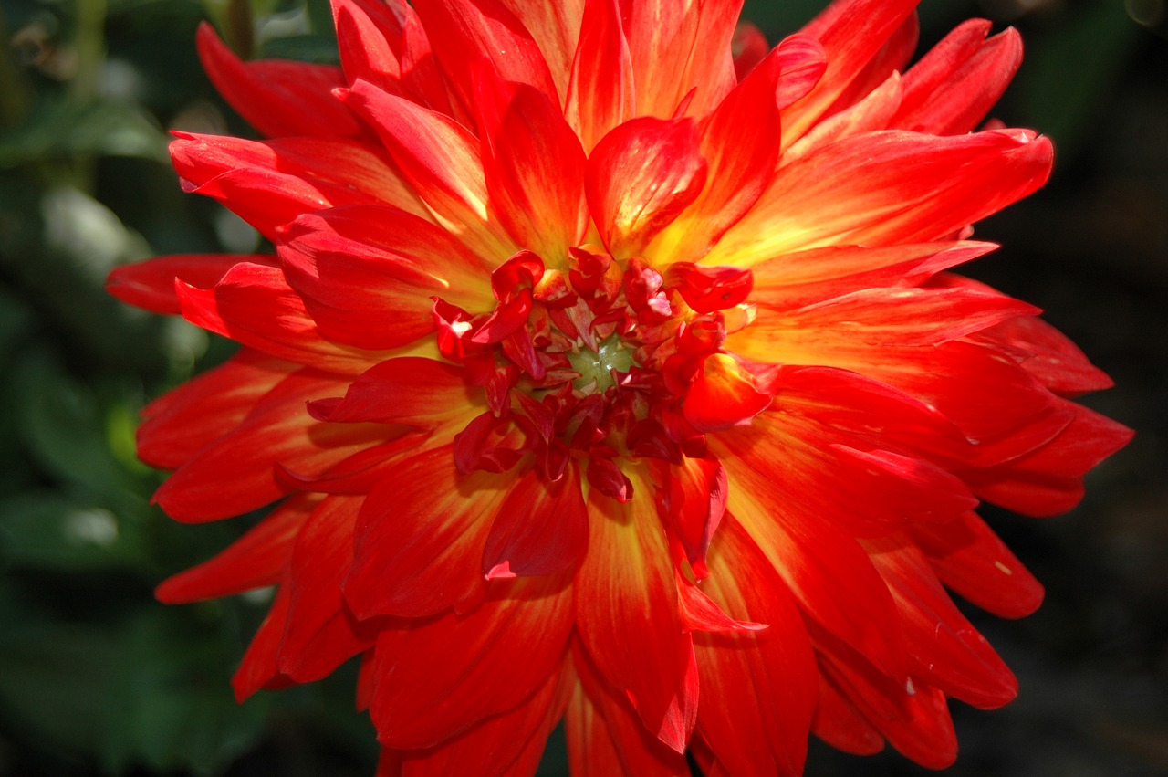 dahlia red flower floral free photo