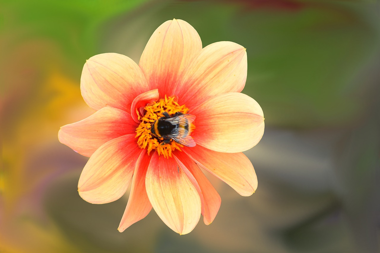 dahlia flower blossom free photo