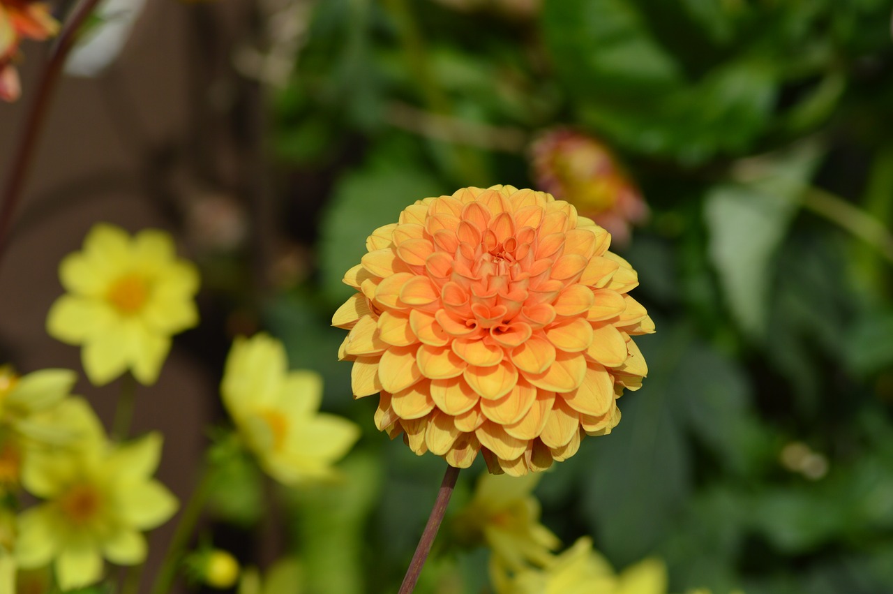 dahlia flower orange free photo