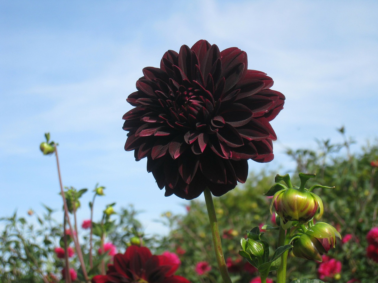 dahlia dark red flowers free photo