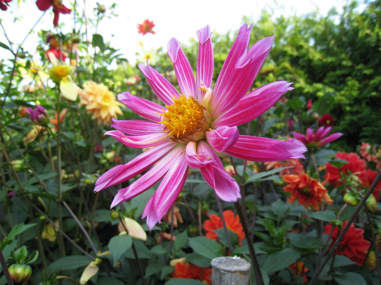 dahlia pink flowers free photo