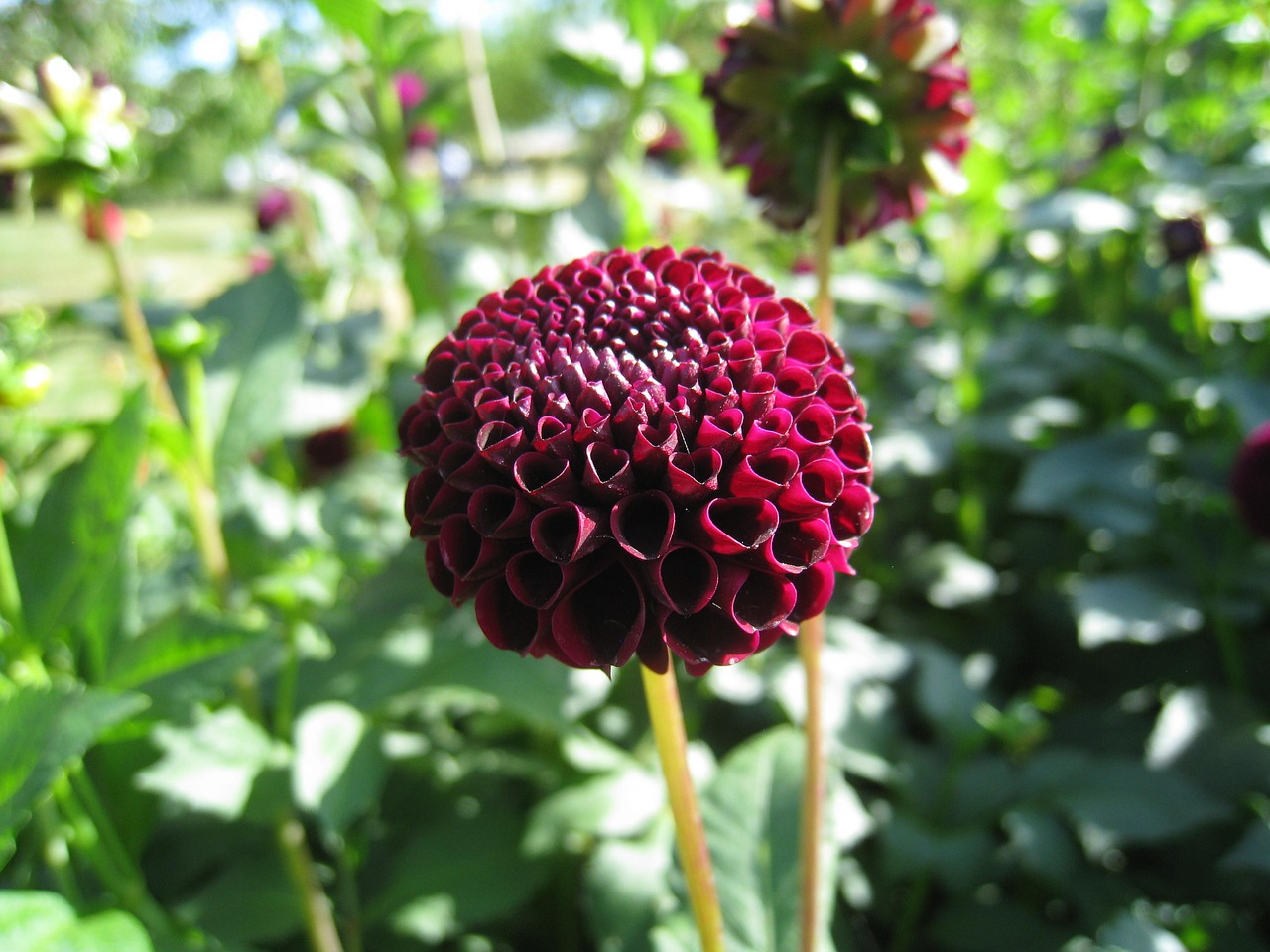 dahlia dark red leaf free photo