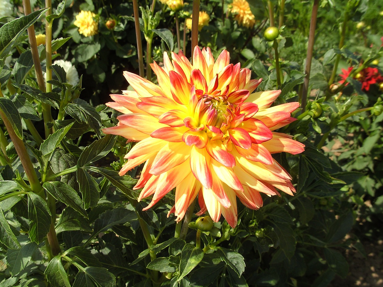 dahlia garden blossom free photo