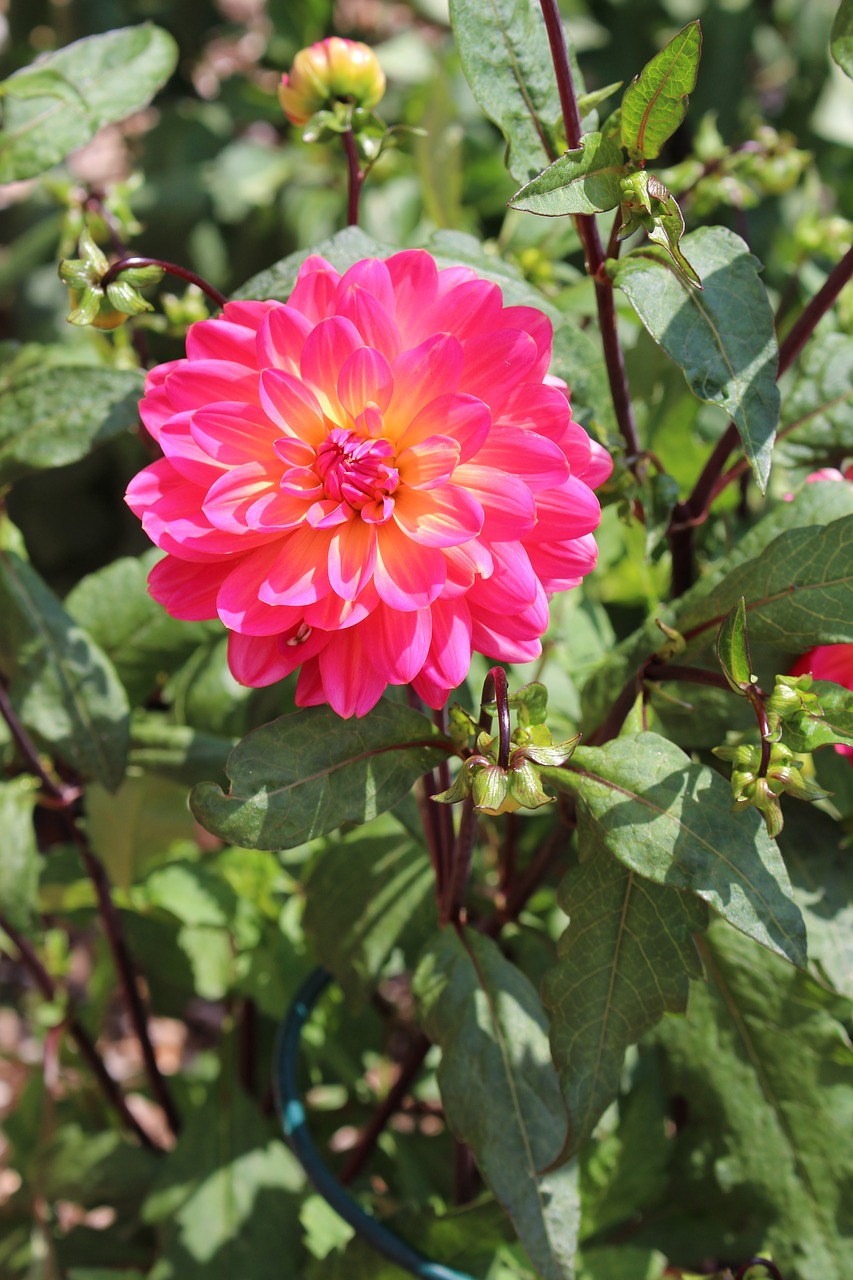 dahlia flower plant free photo