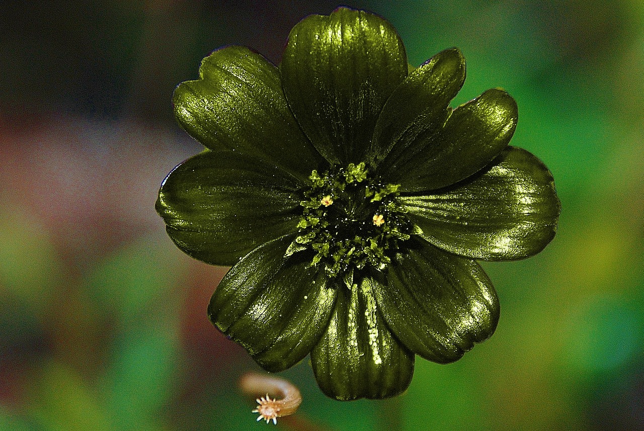 dahlia green flower free photo