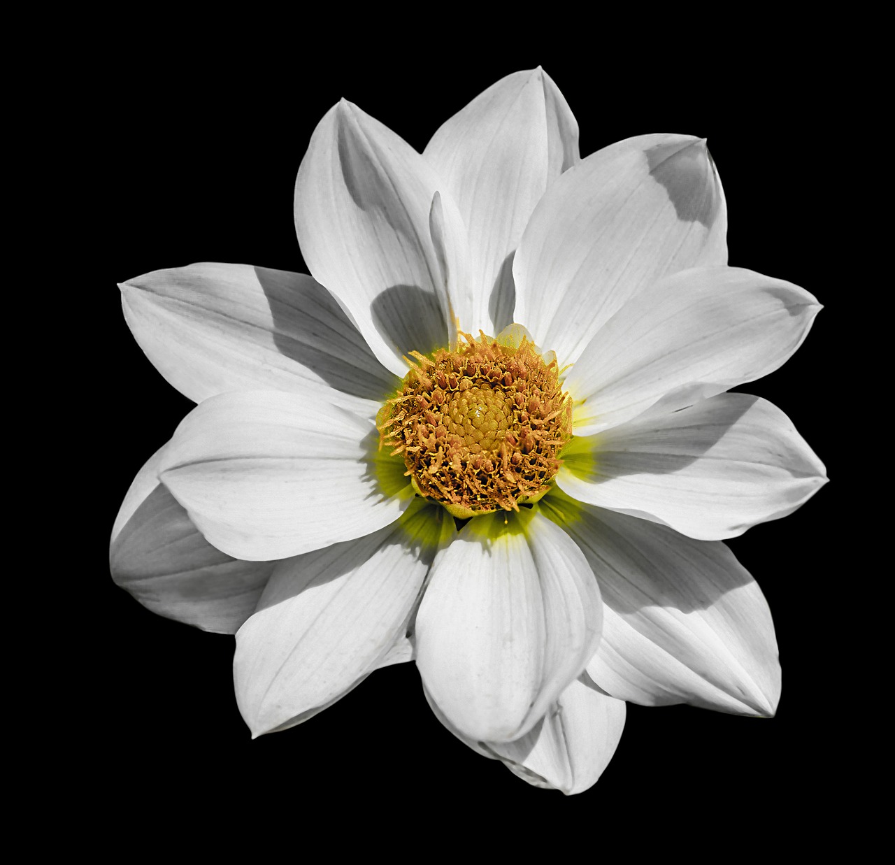 dahlia flower white free photo