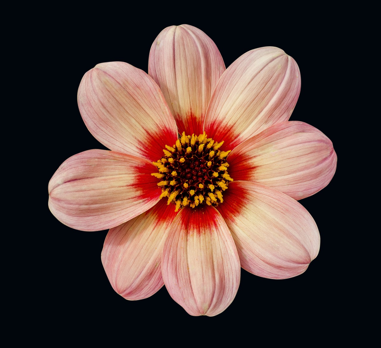 dahlia flower floral free photo