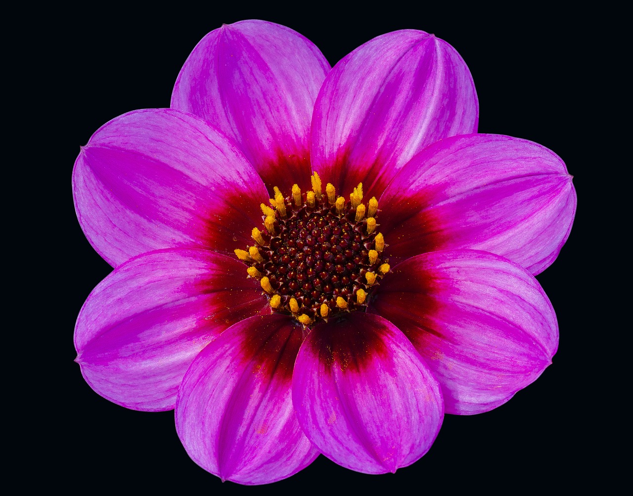 dahlia pink floral free photo