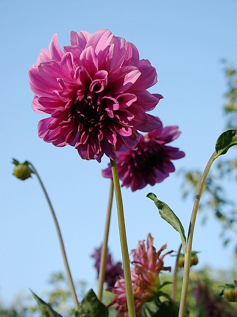 dahlia flower bud free photo