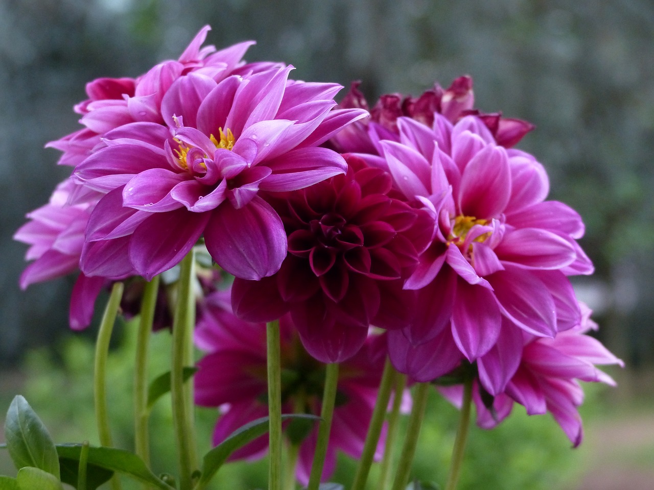 dahlia flower violet free photo