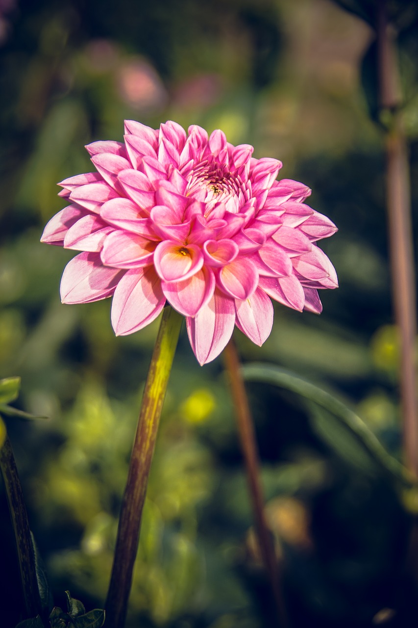 dahlia blossom bloom free photo