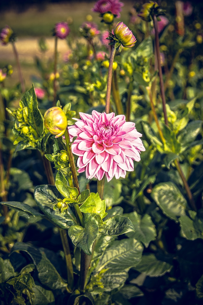 dahlia blossom bloom free photo