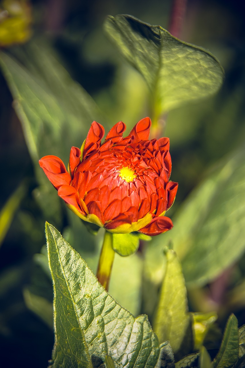 dahlia blossom bloom free photo