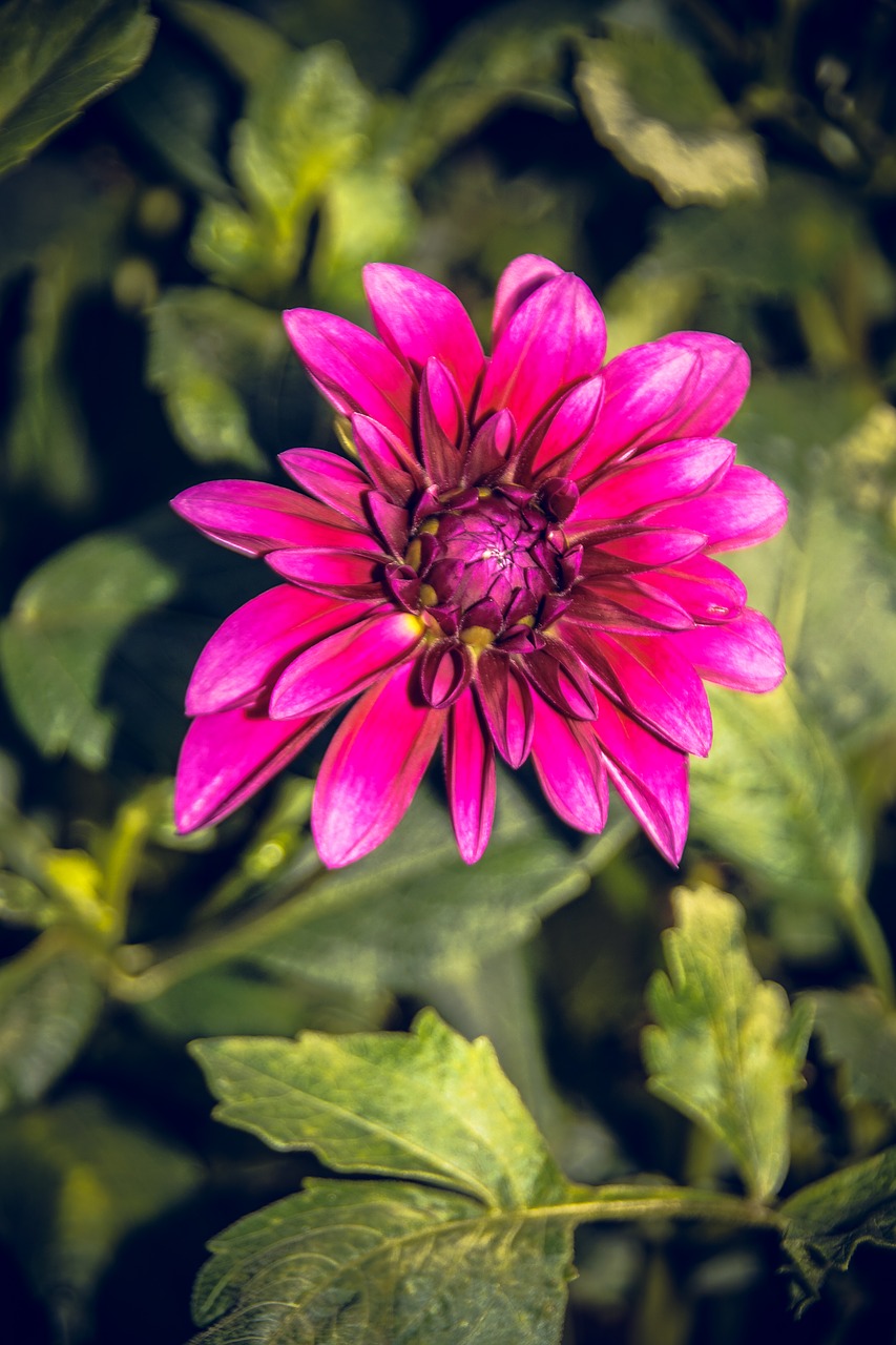 dahlia blossom bloom free photo