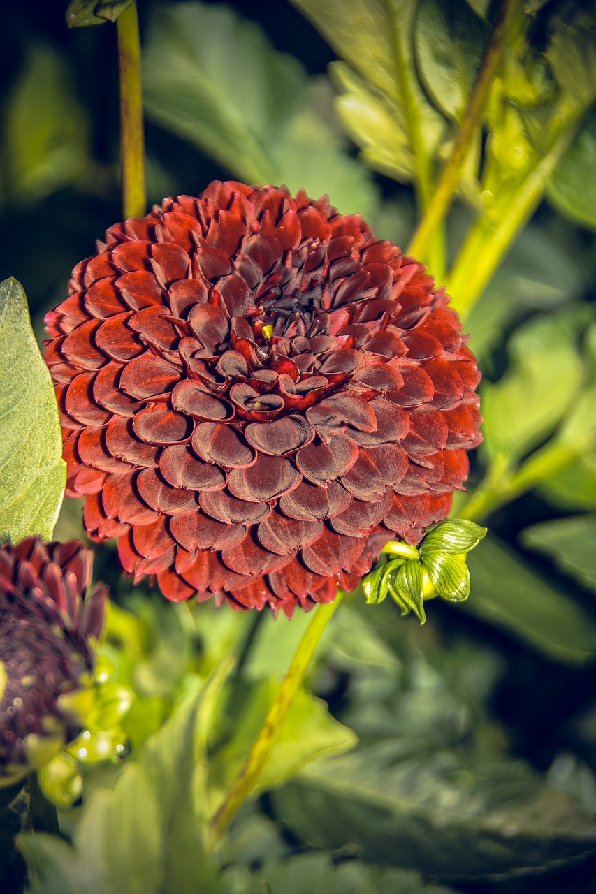 dahlia blossom bloom free photo