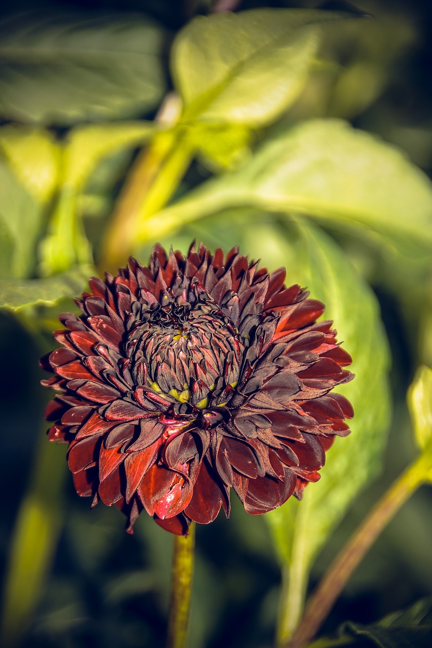 dahlia blossom bloom free photo