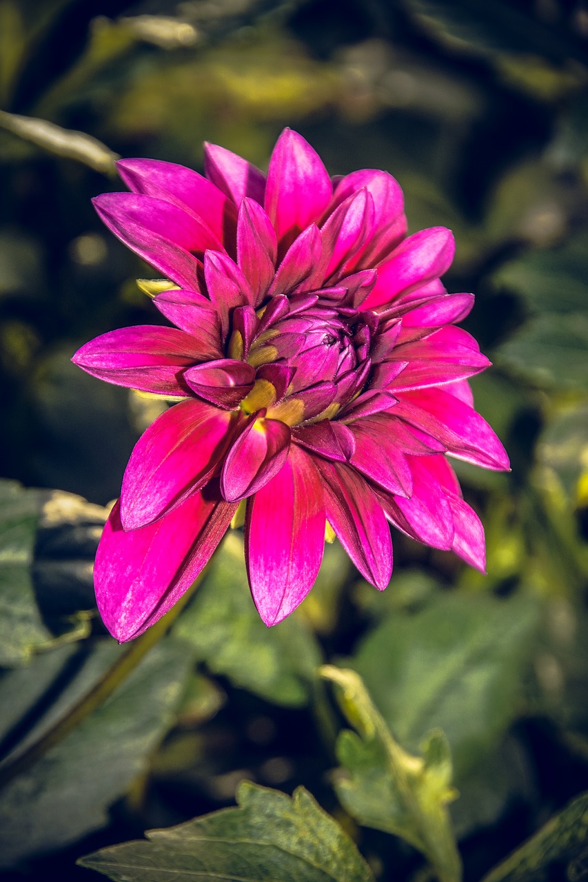 dahlia blossom bloom free photo