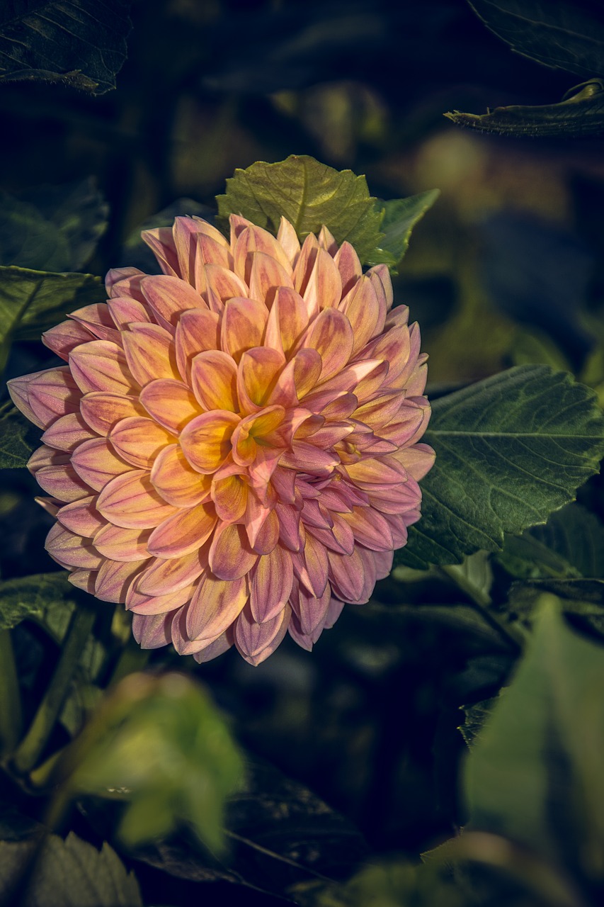 dahlia blossom bloom free photo