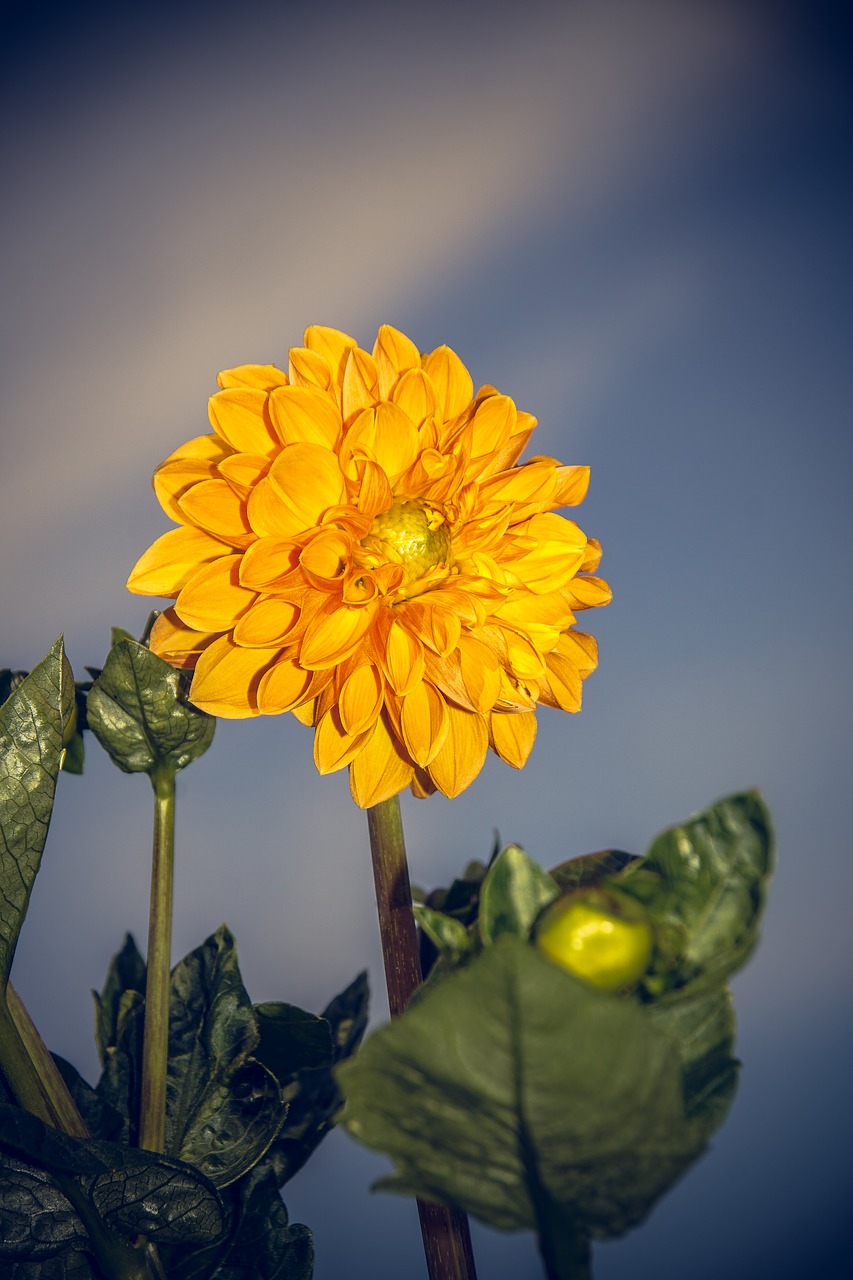 dahlia blossom bloom free photo