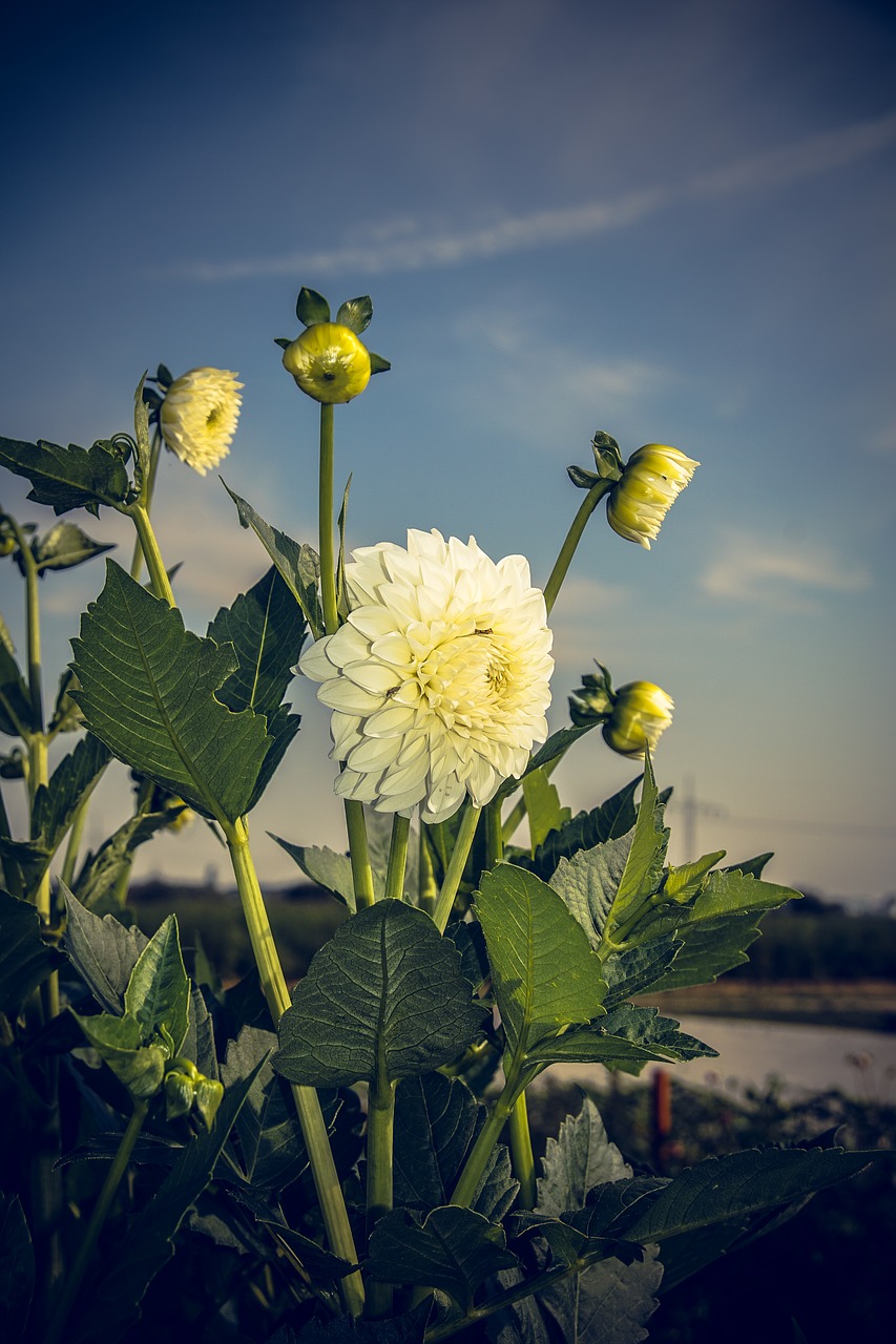 dahlia blossom bloom free photo