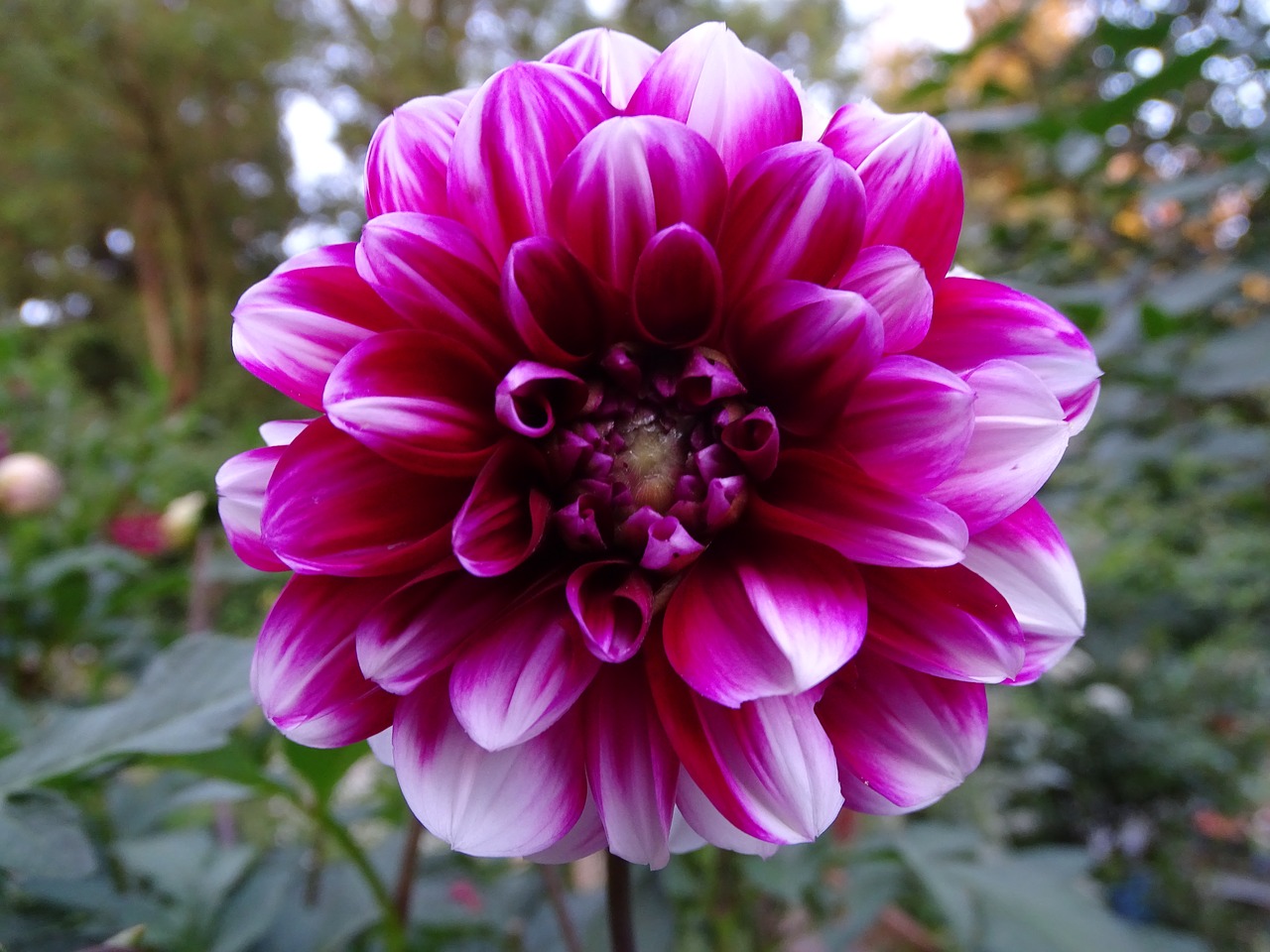 dahlia dahlia garden blossom free photo