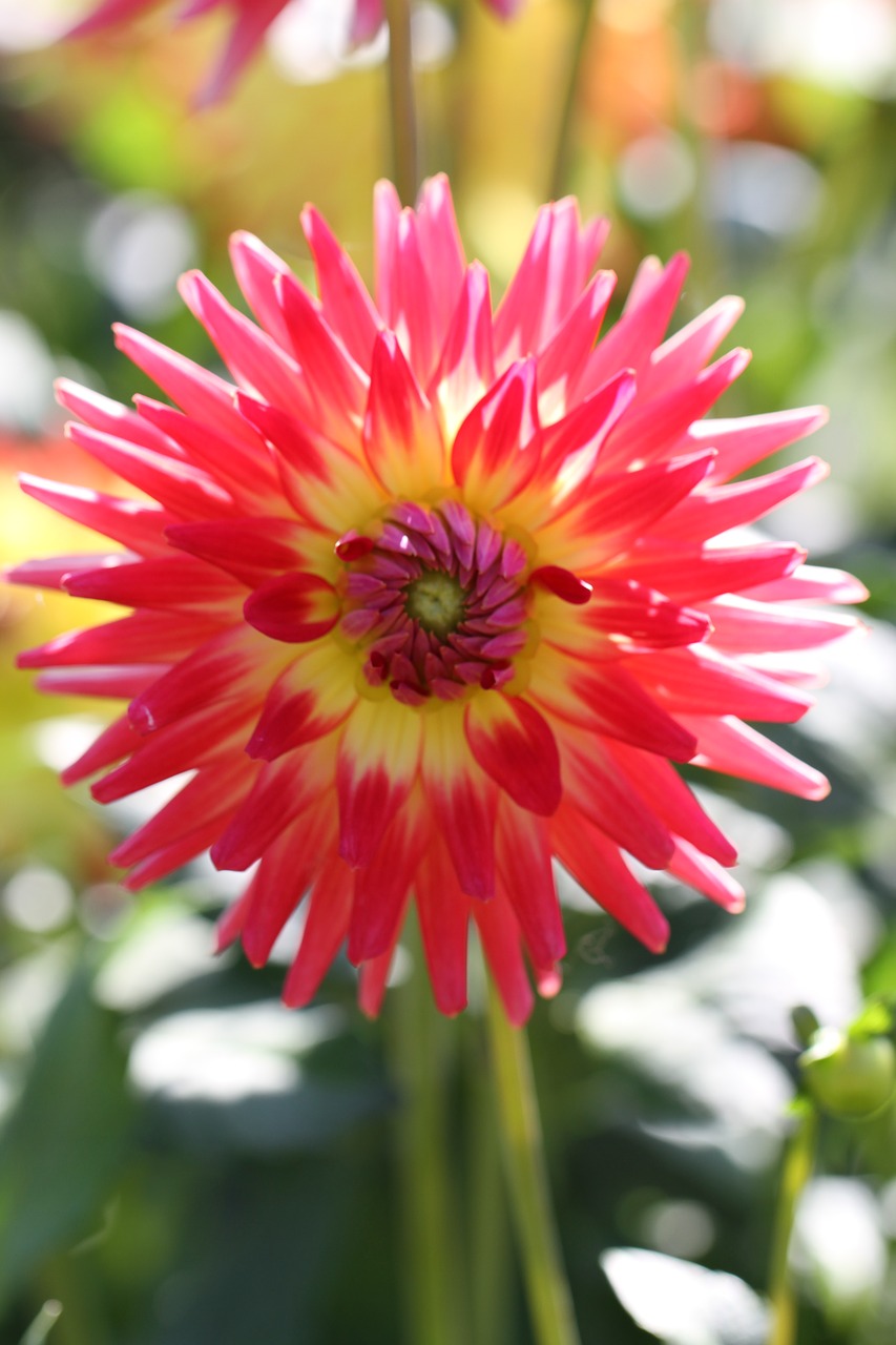 dahlia red dahlia garden free photo