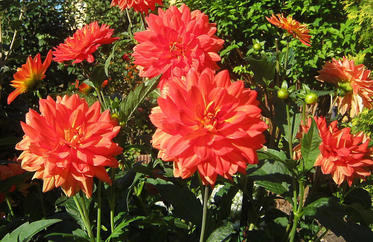 dahlia flowers red free photo