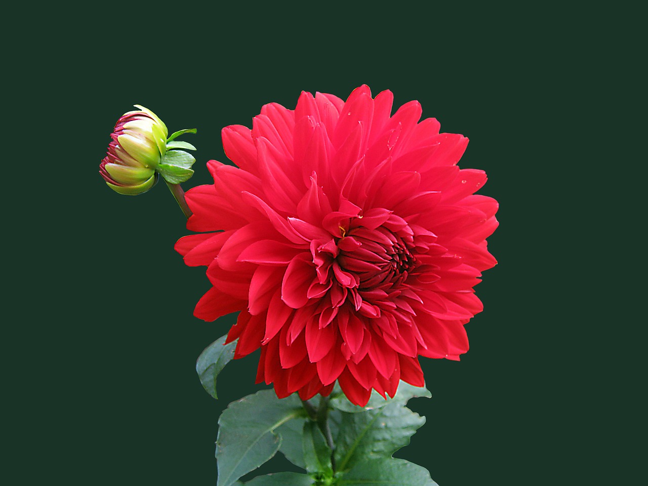 dahlia red blossom free photo