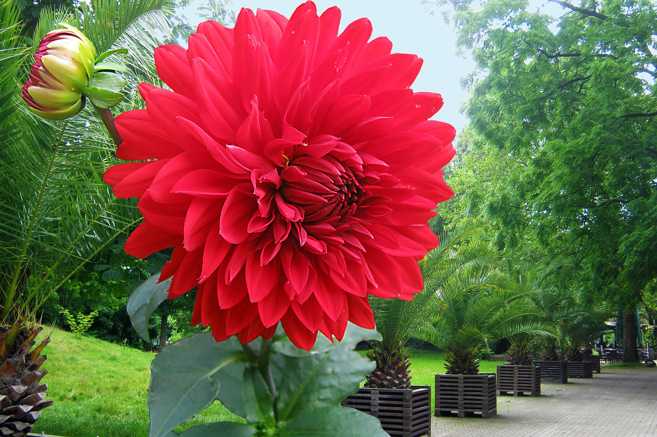 dahlia red autumn free photo