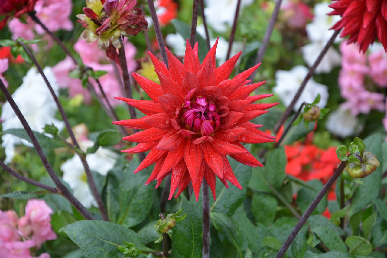 dahlia flower red free photo