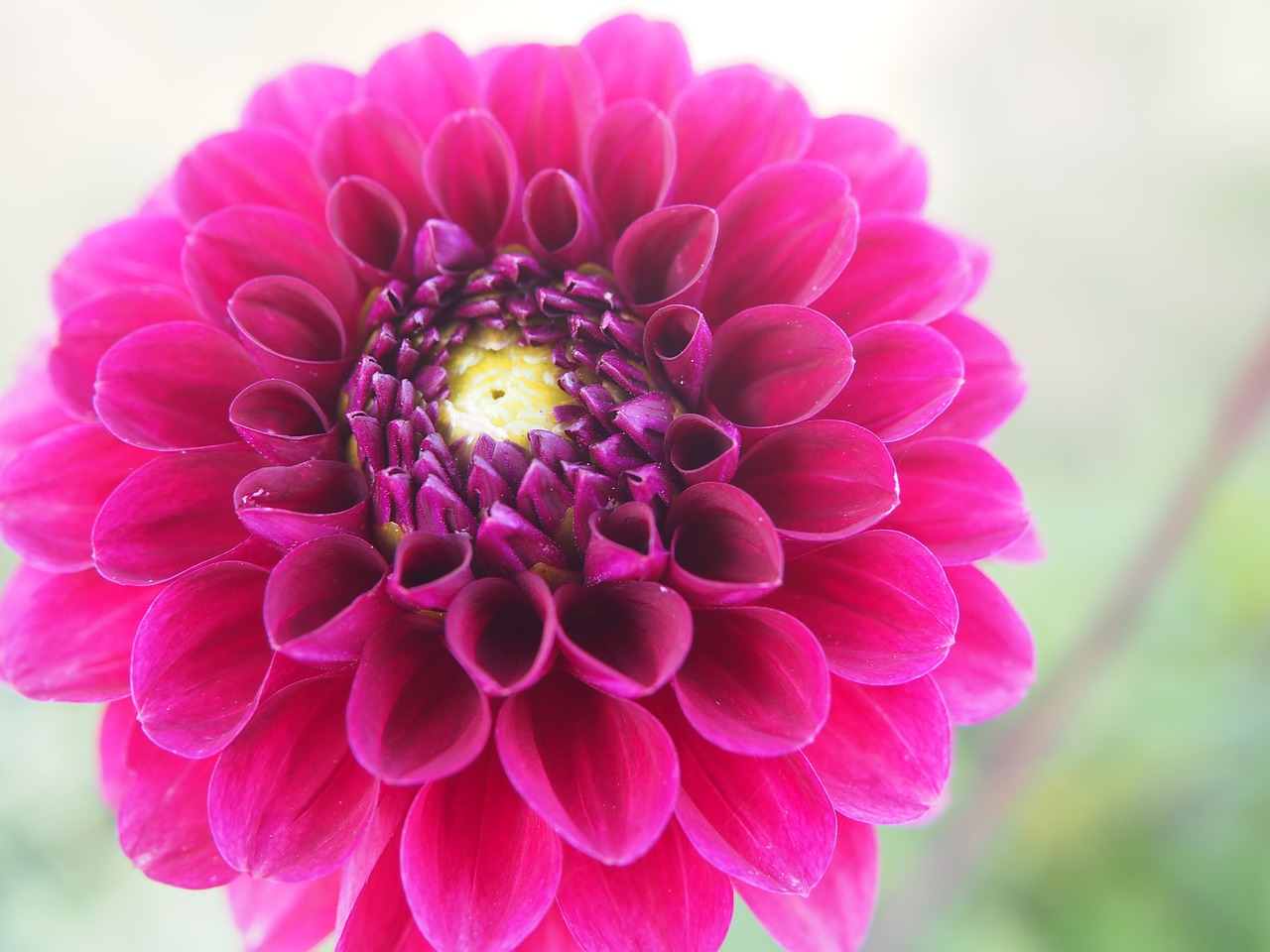 dahlia blossom bloom free photo