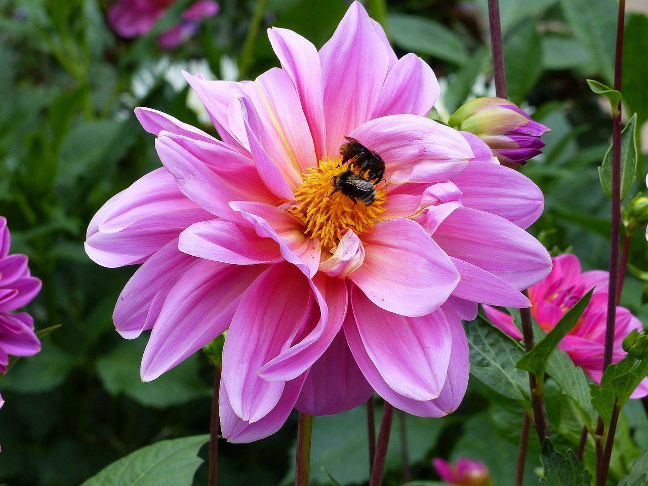 dahlia flower pink free photo